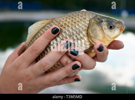 Carassi in giovane donna con le mani in mano Foto Stock