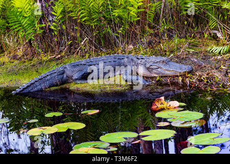 Per adulti il coccodrillo americano in appoggio al sole sulla banca di Okefenokee Swamp, con ninfee in primo piano. Foto Stock