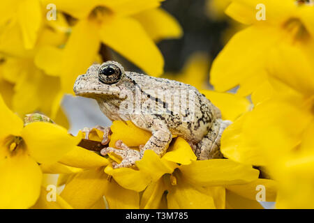 Grigio raganella in una rigogliosa macchia forsynthia - Hyla versicolor Foto Stock