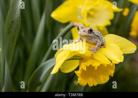 Grigio raganella appollaiato su un daffodil flower - Hyla versicolor Foto Stock