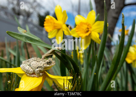 Grigio raganella appollaiato su un daffodil flower - Hyla versicolor Foto Stock