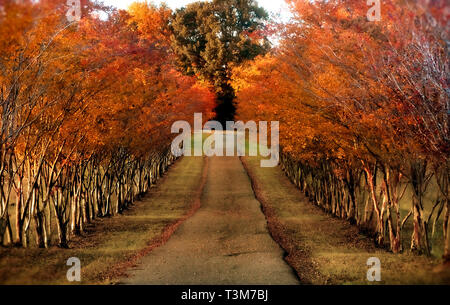 Bradford peri visualizzare le foglie di autunno lungo un vialetto, nov. 4, 2008, in Tuscaloosa, Alabama. Foto Stock