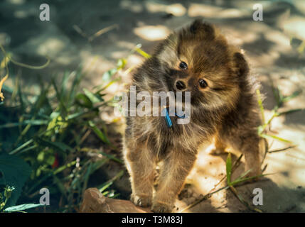 Dolce cucciolo di Pomerania guarda malizioso nella fotocamera. Foto Stock