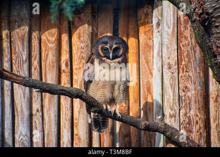 Legno marrone gufo appollaiato su un ramo di albero Foto Stock