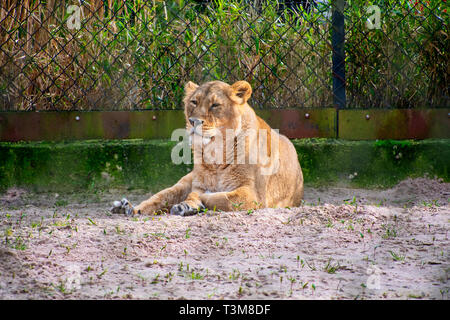 Una leonessa posa sulla terra guardando intorno Foto Stock