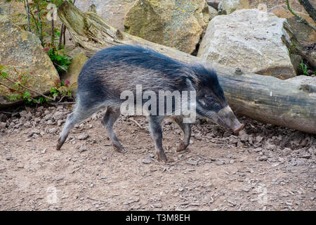 Visyan presenta verrucosa Pig attorno a piedi Foto Stock