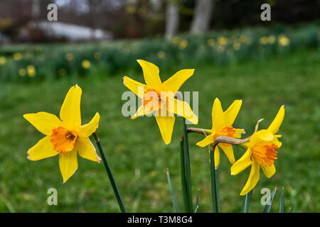 Giallo Daffodil fiori che crescono in un campo Foto Stock