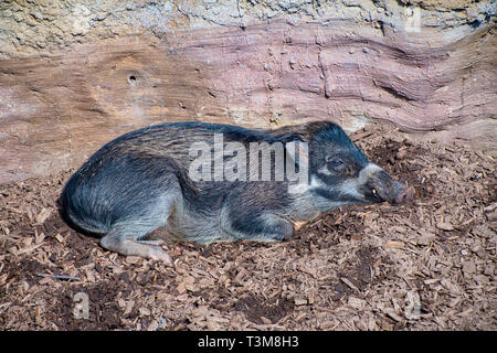 Visyan presenta verrucosa Pig dormire a terra Foto Stock