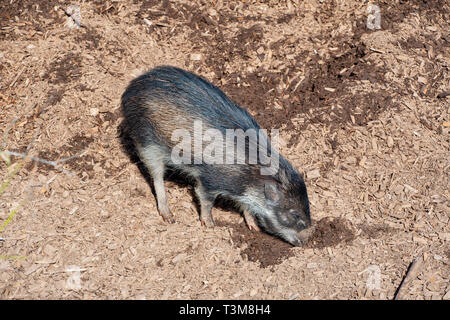 Visyan presenta verrucosa Pig ricerca attraverso il fango Foto Stock