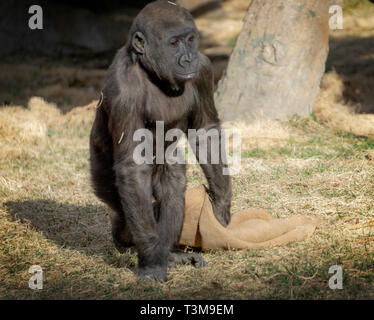 Western pianura gorilla dello Zoo di Calgary Alberta Canada Foto Stock