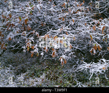 Stati Uniti d'America, Colorado Canyon Nero del Parco nazionale del Gunnison, nevicata si aggrappa a cadere color rovere Gambel e serviceberry. Foto Stock