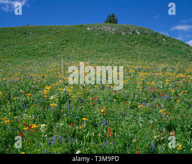 Stati Uniti d'America, Colorado, White River National Forest, Maroon Bells Snowmass deserto, i prati alpini display fioritura estiva. Foto Stock