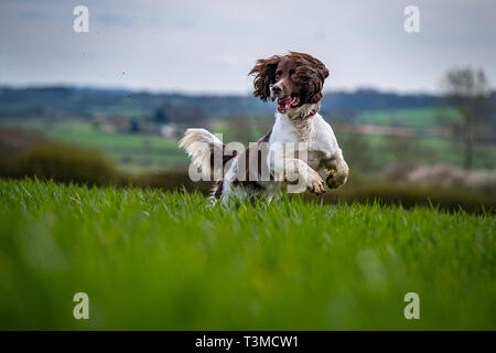 Lavorando Gundogs Springer Épagneuls e Speocker Foto Stock