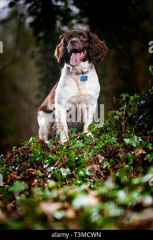 Lavorando Gundogs Springer Épagneuls e Speocker Foto Stock