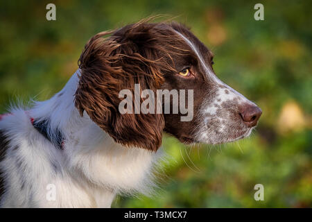 Lavorando Gundogs Springer Épagneuls e Speocker Foto Stock