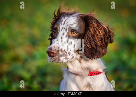 Lavorando Gundogs Springer Épagneuls e Speocker Foto Stock