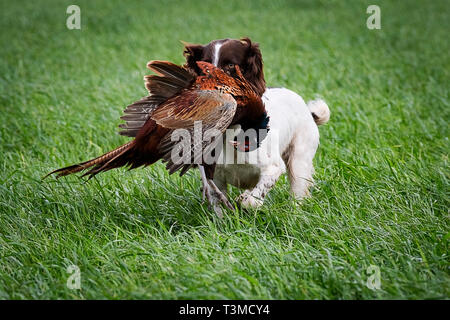 Lavorando Gundogs Springer Épagneuls e Speocker Foto Stock