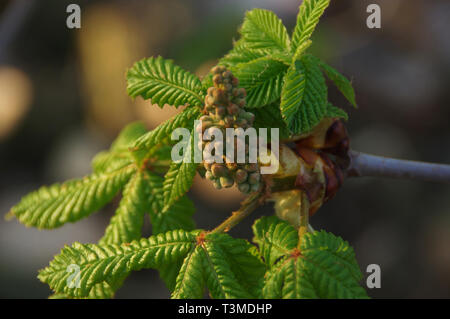 Fresche gemme di castagno. Foglie giovani in primavera nel tramonto. Foto Stock