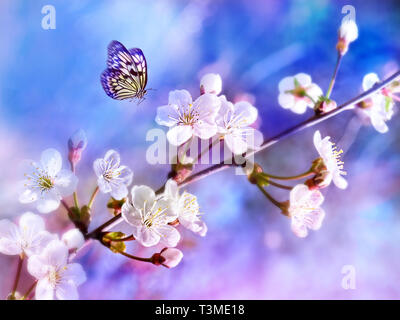 Stupenda farfalla ed il ramo della fioritura melo in primavera sulla luce blu e sfondo rosa macro. Foto Stock