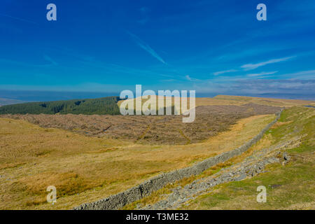La deforestazione in Yorkshire Dales/Cumbria confine. Vaste aree di foreste di pino abbattuto. Paesaggio, orizzontale. Spazio per la copia. Foto Stock