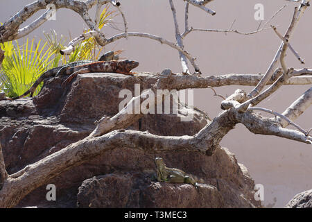 Iguana crogiolarsi al sole. Trovare il nascosto iguana, essi sono in grado di mascherare bene. Le iguane sono seduti sui rami. Zoo. Foto Stock