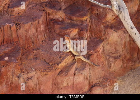 Iguana crogiolarsi al sole. Trovare il nascosto iguana, essi sono in grado di mascherare bene. Le iguane sono seduti sui rami. Zoo. Foto Stock
