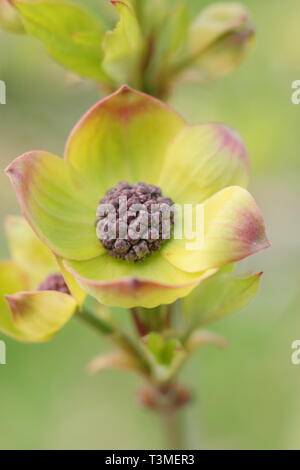 Cornus nuttallii "Ascona". Rosa caratteristica tingono delle brattee (Fiori) del Pacifico Sanguinello in primavera - Aprile, REGNO UNITO Foto Stock