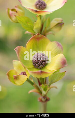 Cornus nuttallii "Ascona". Rosa caratteristica tingono delle brattee (Fiori) del Pacifico Sanguinello in primavera - Aprile, REGNO UNITO Foto Stock