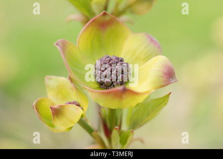 Cornus nuttallii "Ascona". Rosa caratteristica tingono delle brattee (Fiori) del Pacifico Sanguinello in primavera - Aprile, REGNO UNITO Foto Stock