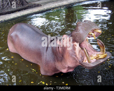 Ippopotamo apre la sua bocca. Enorme di denti in un ippopotamo. Hippo sorge nell'acqua e chiede per il cibo. Lo zoo, l'estate. Foto Stock