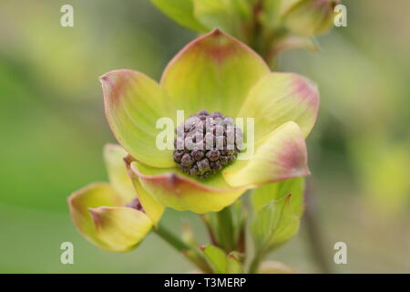 Cornus nuttallii "Ascona". Rosa caratteristica tingono delle brattee (Fiori) del Pacifico Sanguinello in primavera - Aprile, REGNO UNITO Foto Stock