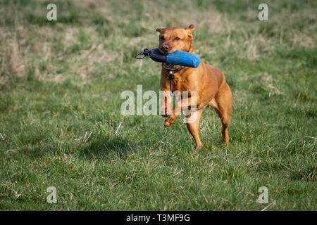 Il Labrador Gundogs Foto Stock