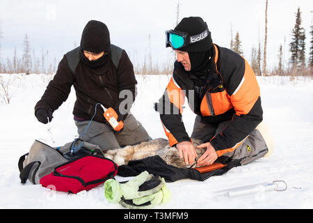 Biologi monitorare un sedati lynx dopo la cattura dell'elusivo predatore per raccogliere le misurazioni e montarlo con un satellite GPS collare in corrispondenza Yukon Appartamenti National Wildlife Refugee Marzo 23, 2019 in Yukon-Koyukuk, Alaska. Foto Stock