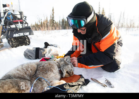 Biologi monitorare un sedati lynx dopo la cattura dell'elusivo predatore per raccogliere le misurazioni e montarlo con un satellite GPS collare in corrispondenza Yukon Appartamenti National Wildlife Refugee Marzo 23, 2019 in Yukon-Koyukuk, Alaska. Foto Stock