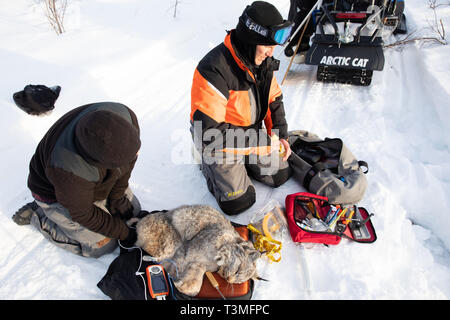 Biologi monitorare un sedati lynx dopo la cattura dell'elusivo predatore per raccogliere le misurazioni e montarlo con un satellite GPS collare in corrispondenza Yukon Appartamenti National Wildlife Refugee Marzo 23, 2019 in Yukon-Koyukuk, Alaska. Foto Stock