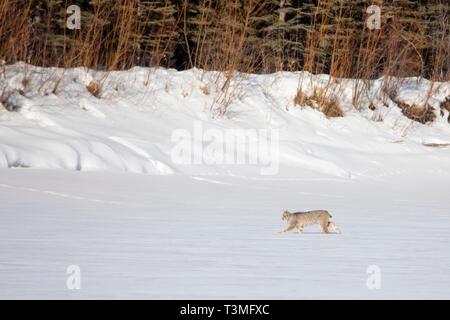 Una lince canadese nella neve in Yukon Appartamenti National Wildlife Refugee Marzo 23, 2019 in Yukon-Koyukuk, Alaska. Foto Stock