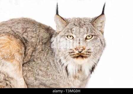 Una lince canadese nella neve in Yukon Appartamenti National Wildlife Refugee Marzo 23, 2019 in Yukon-Koyukuk, Alaska. Foto Stock