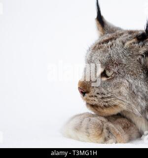 Una lince canadese nella neve in Yukon Appartamenti National Wildlife Refugee Marzo 23, 2019 in Yukon-Koyukuk, Alaska. Foto Stock