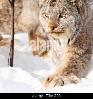 Una lince canadese nella neve in Yukon Appartamenti National Wildlife Refugee Marzo 23, 2019 in Yukon-Koyukuk, Alaska. Foto Stock