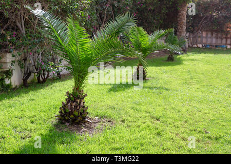 Piccole palme sul prato verde. verdi alberi sullo sfondo ben conservato parco tropicale, ben rifinito prato in estate. Foto Stock