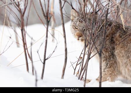 Una lince canadese nella neve in Yukon Appartamenti National Wildlife Refugee Marzo 23, 2019 in Yukon-Koyukuk, Alaska. Foto Stock