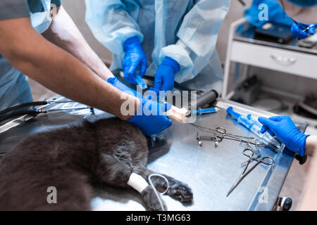 Gatto sotto anestesia generale sul tavolo operatorio. La chirurgia di Pet. Foto Stock