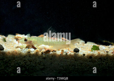 A bande grigio Loach, Nemacheilus selangoricus Foto Stock