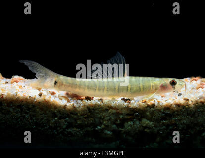 A bande grigio Loach, Nemacheilus selangoricus Foto Stock