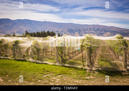 Vino vigna con bird netting proteggere frutti, Otago, Nuova Zelanda Foto Stock