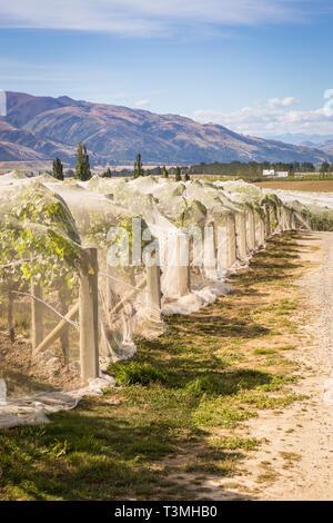 Vino vigna con bird netting proteggere frutti, Otago, Nuova Zelanda Foto Stock