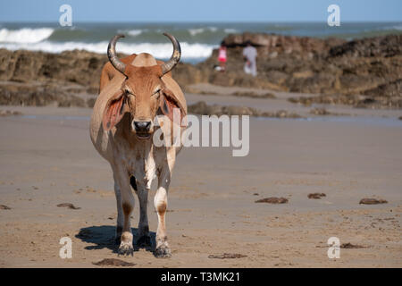 Nguni mucca rilassa sulla sabbia a seconda spiaggia, a Port St Johns sulla costa selvaggia in Transkei, Sud Africa. Foto Stock