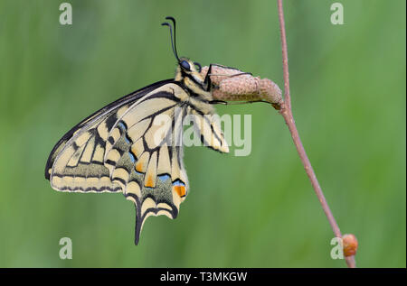 La meravigliosa farfalla a coda di rondine (Papilio machaon) Foto Stock