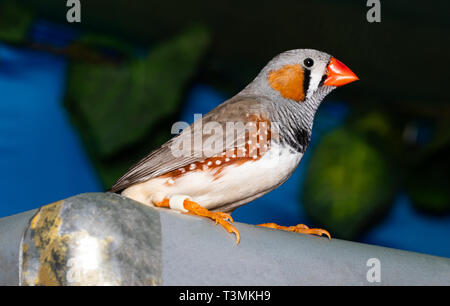 Bellissimo uccello, Zebra Finch (Taeniopygia guttata) appollaiate su un ramo. Foto Stock