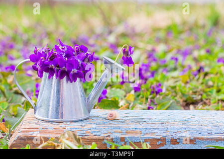 Bouquet di fiori di bosco violette in un stagno annaffiatoio su un blu retrò in legno di bordo su un prato di fiori di close-up con una copia spazio Foto Stock